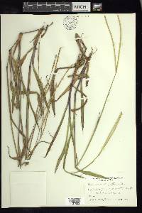 Paspalum conjugatum image