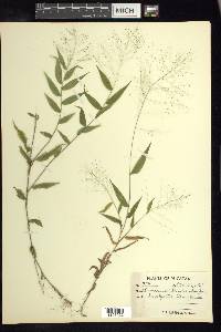 Panicum trichoides image