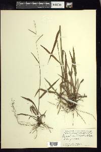 Paspalum blodgettii image