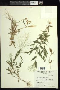 Panicum trichoides image