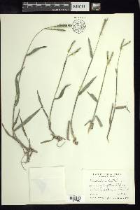 Paspalum distichum image