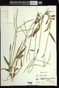 Paspalum conjugatum image