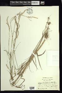 Paspalum cymbiforme image