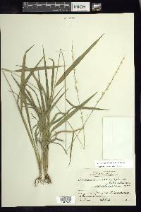 Setaria variifolia image