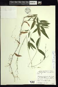 Parodiophyllochloa cordovensis image