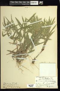 Panicum villosissimum image