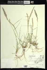 Pappophorum bicolor image