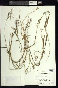 Panicum xalapense image