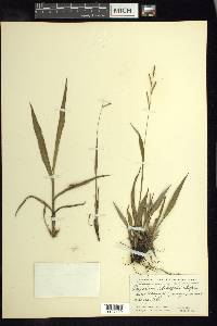 Paspalum blodgettii image