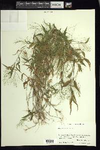 Panicum trichoides image