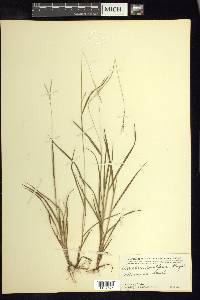 Paspalum clavuliferum image