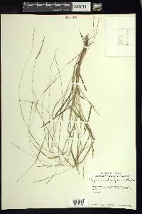 Paspalum clavuliferum image