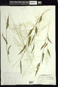 Panicum trichoides image