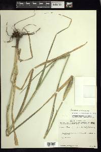 Pennisetum crinitum image