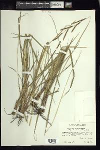 Paspalum plicatulum image