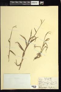 Paspalum pubiflorum image