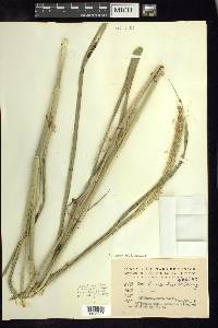 Pennisetum crinitum image