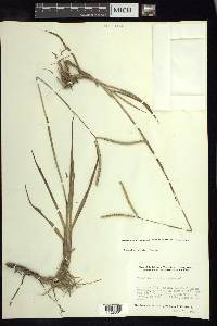 Paspalum notatum image