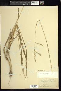 Paspalum denticulatum image