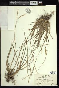 Paspalum notatum image