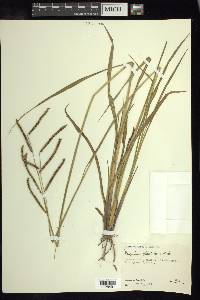 Paspalum plicatulum image