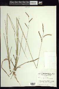 Paspalum plicatulum image