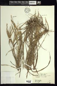 Paspalum notatum image