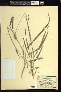 Paspalum pubiflorum image