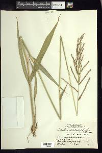 Paspalum malacophyllum image