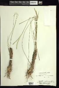 Paspalum lineare image