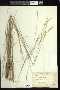 Paspalum lineare image