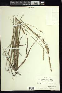 Paspalum stellatum image