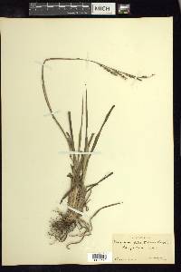 Paspalum plicatulum image