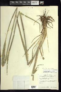 Pennisetum crinitum image