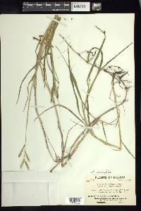 Paspalum denticulatum image