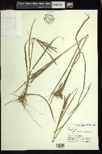 Paspalum plicatulum image