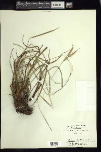 Paspalum pectinatum image