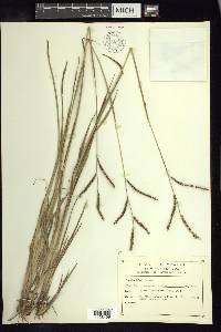 Paspalum plicatulum image