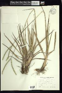 Paspalum notatum image