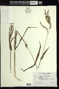 Paspalum paniculatum image