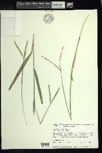 Paspalum notatum image