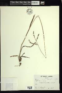 Paspalum pubiflorum image