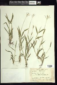 Paspalum orbiculatum image