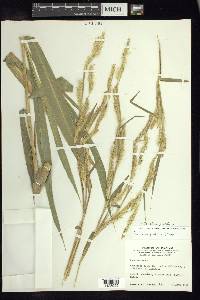 Pennisetum prolificum image