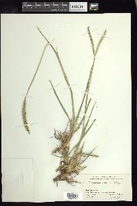 Paspalum notatum image