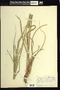 Paspalum millegrana image