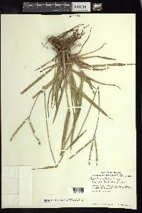 Paspalum notatum image