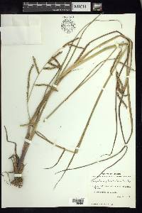 Paspalum plicatulum image