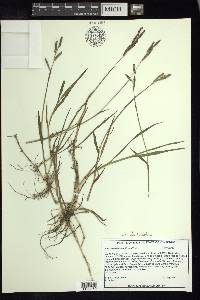 Paspalum denticulatum image