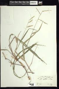 Paspalum pubiflorum image